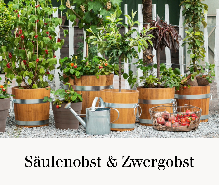 Säulenobst & Zwergobst