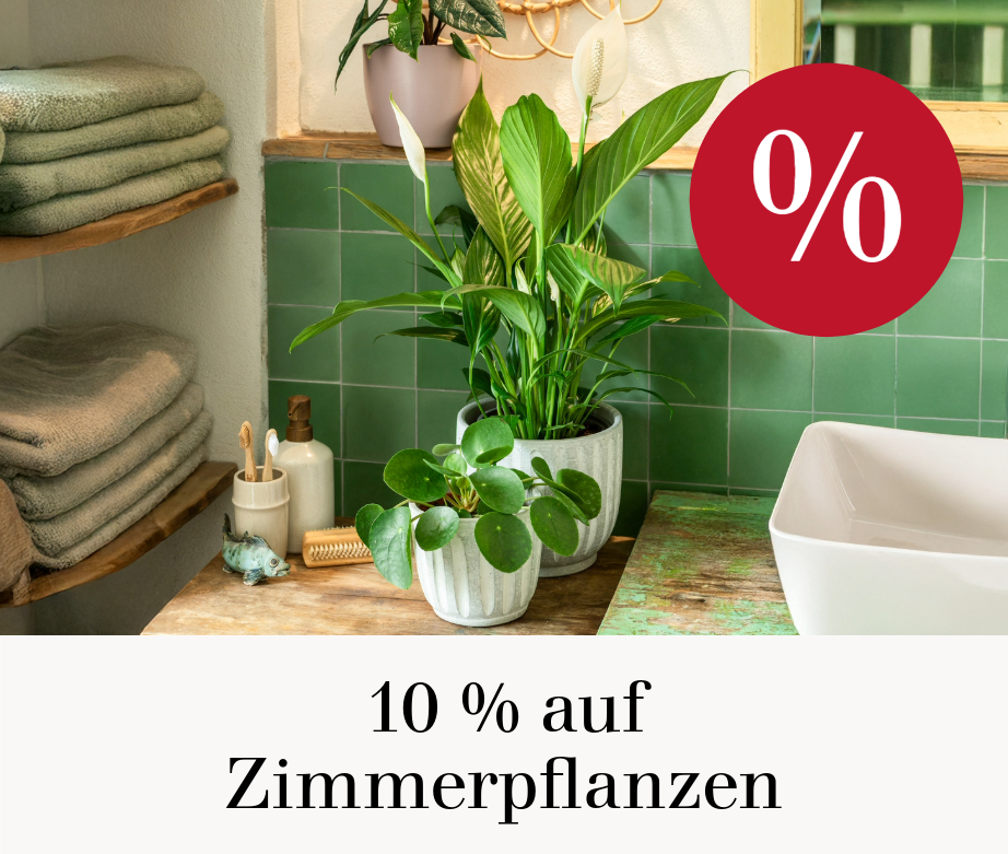 10 % auf Zimmerpflanzen