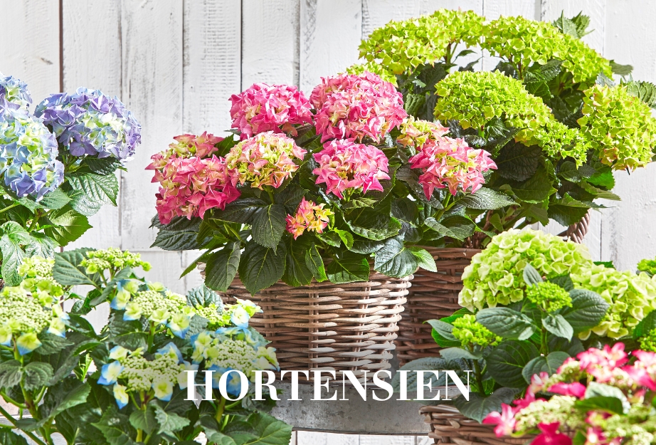 Hortensien