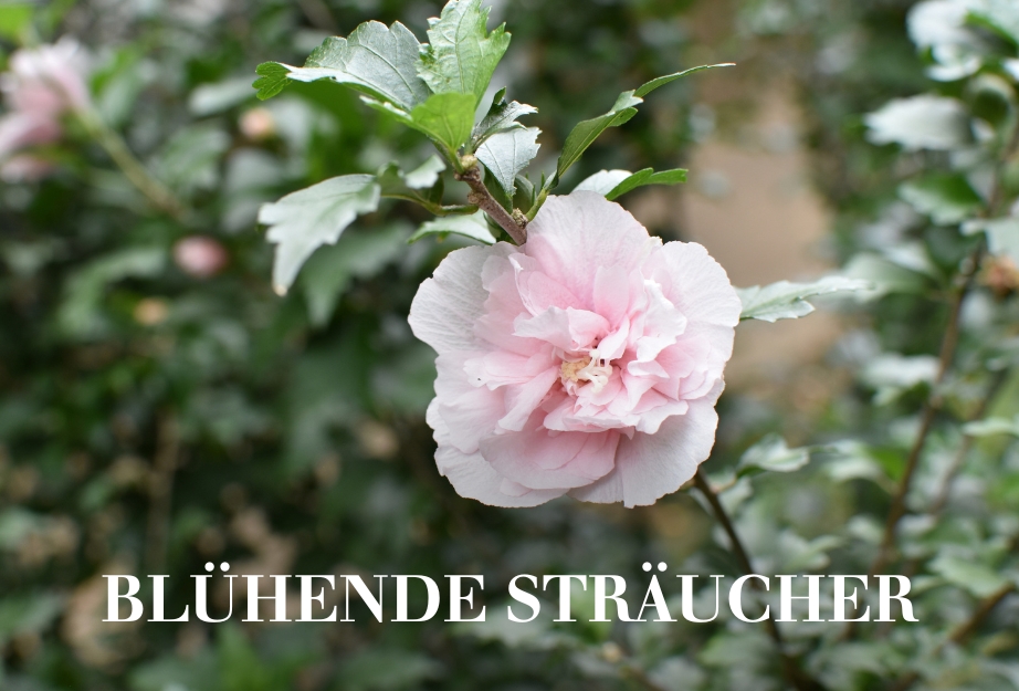 Blühende Sträucher