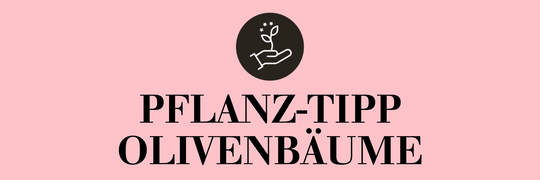 Pflanz-Tipp Olivenbäume