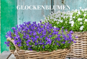 Glockenblumen
