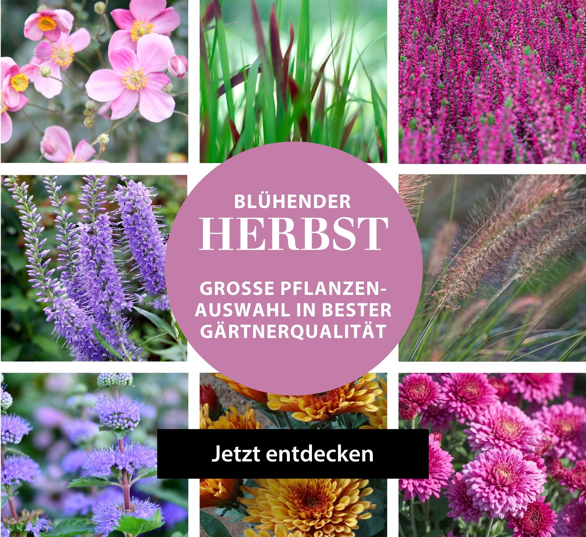 Herbstblüten