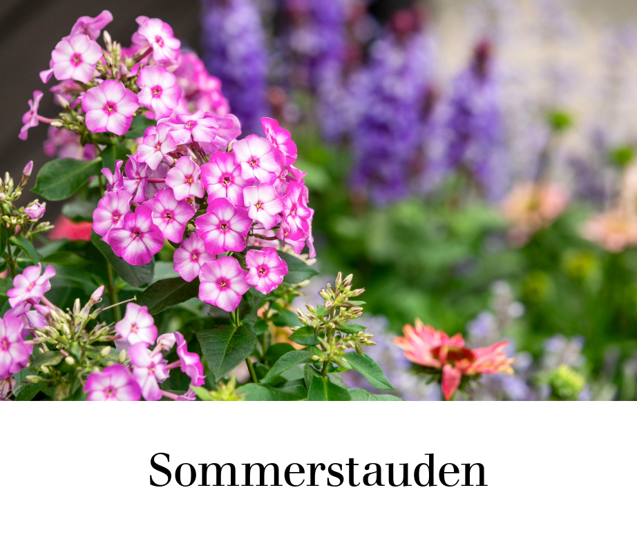 Sommerstauden
