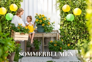 Sommerblumen