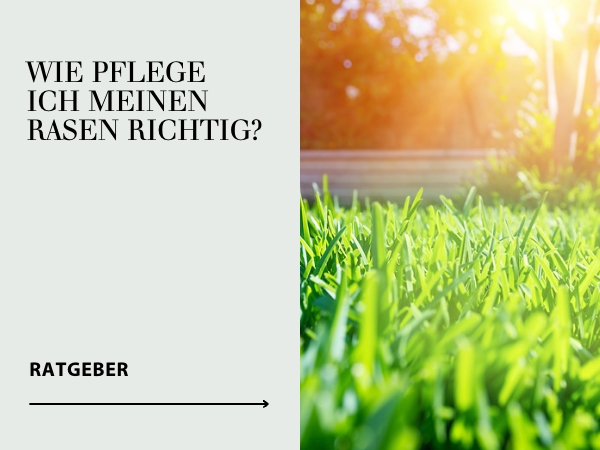 Ratgeber Rasen