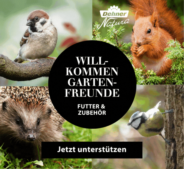 Wildtiere im Herbst