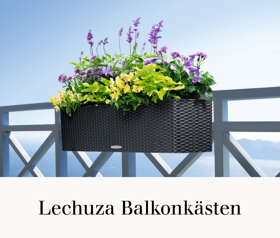 Lechuza Balkonkästen