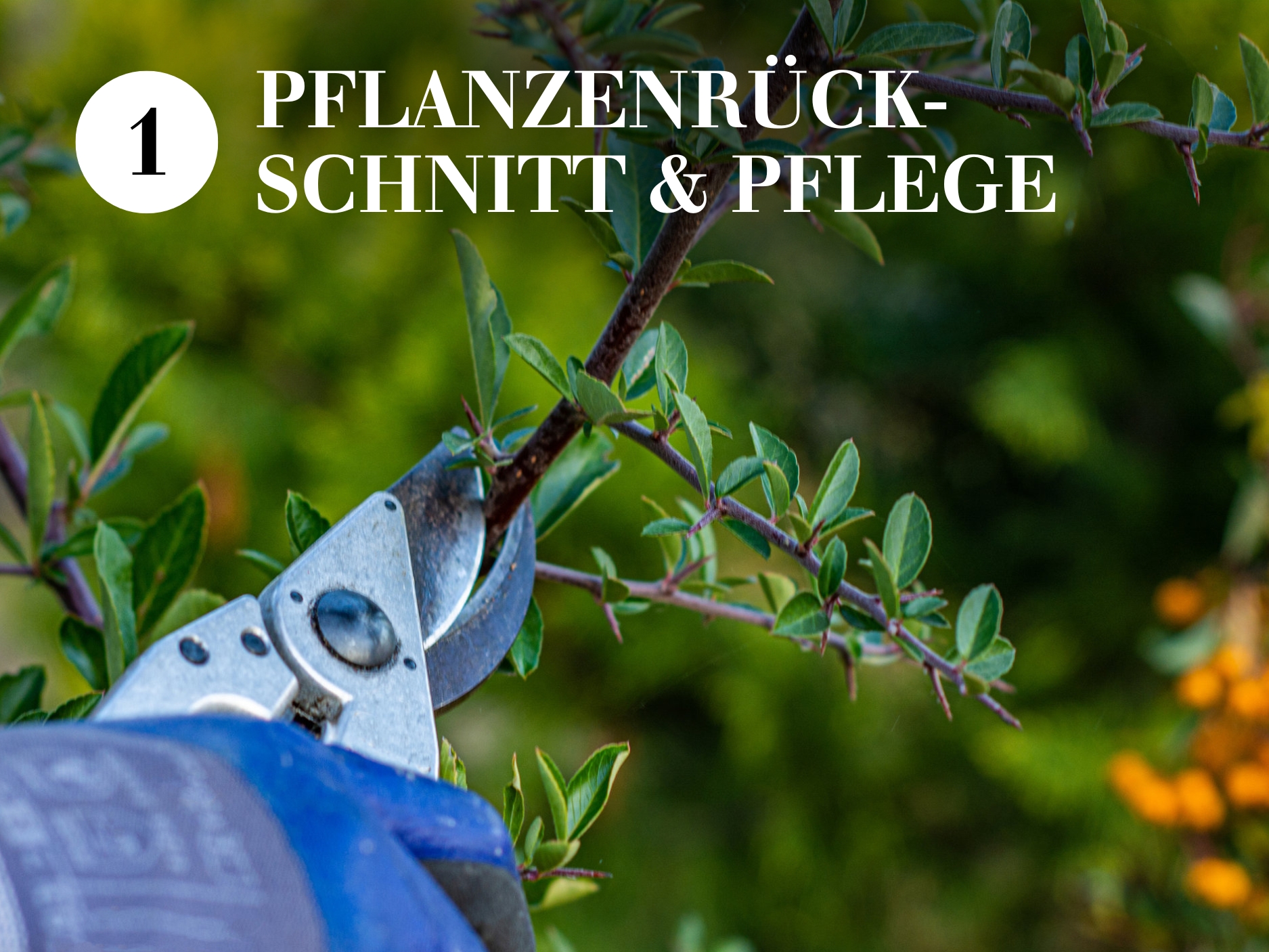Pflanzenrückschnitt & Pflege