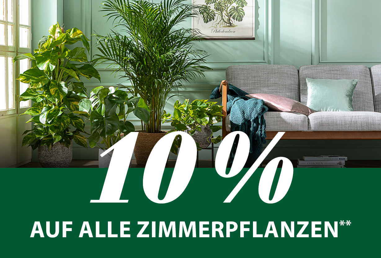 10 % auf alle Zimmerpflanzen*