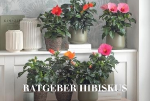 Ratgeber Hibiskus