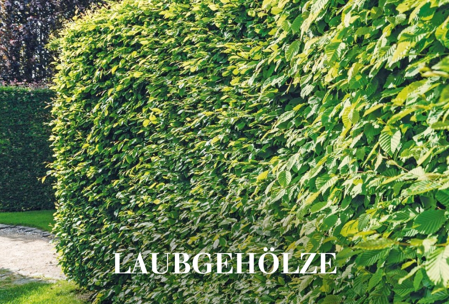 Laubgehölze
