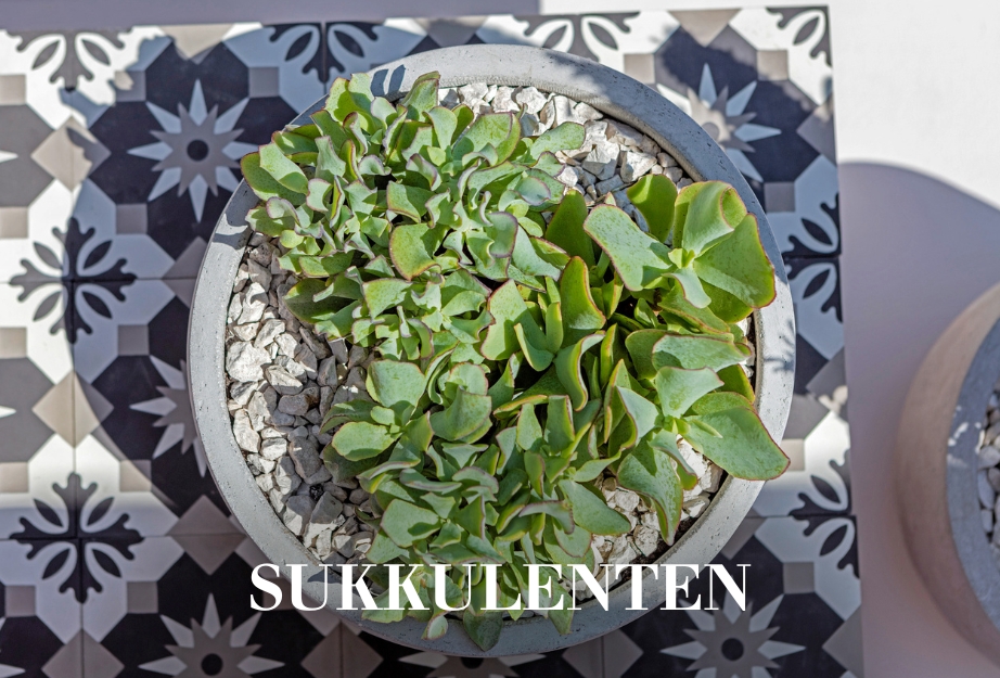 Sukkulenten