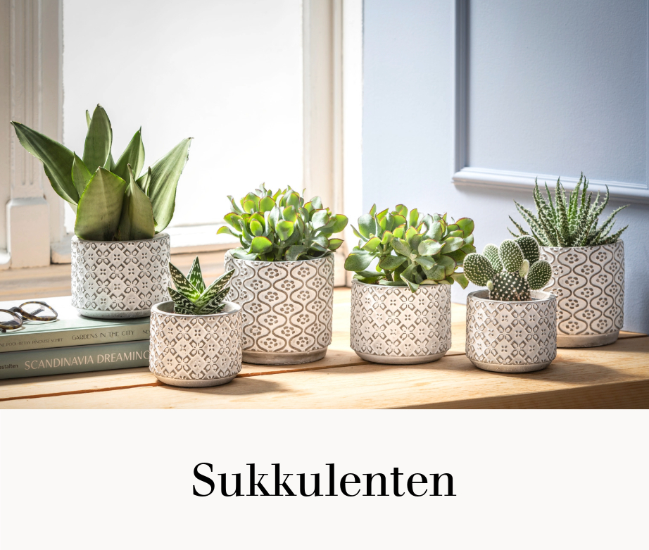 Sukkulenten