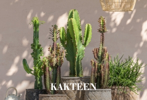 Kakteen