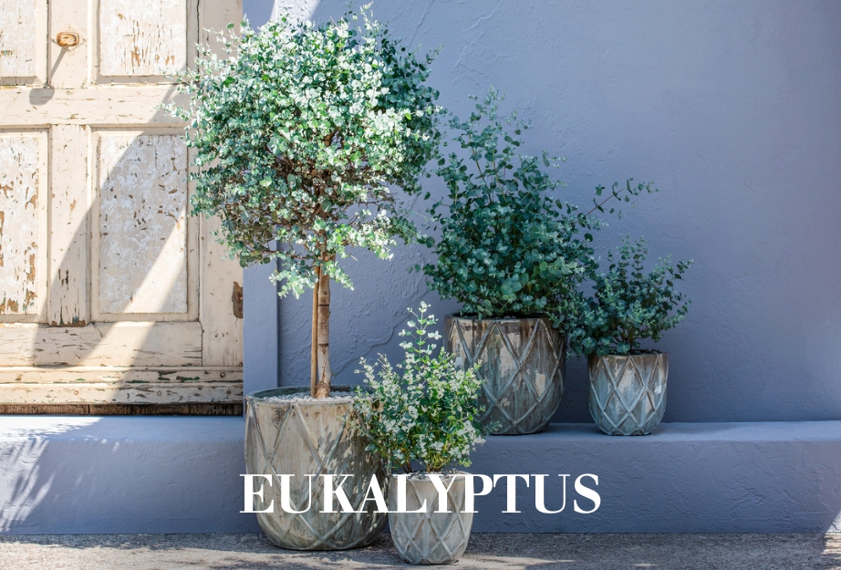 Eukalyptus