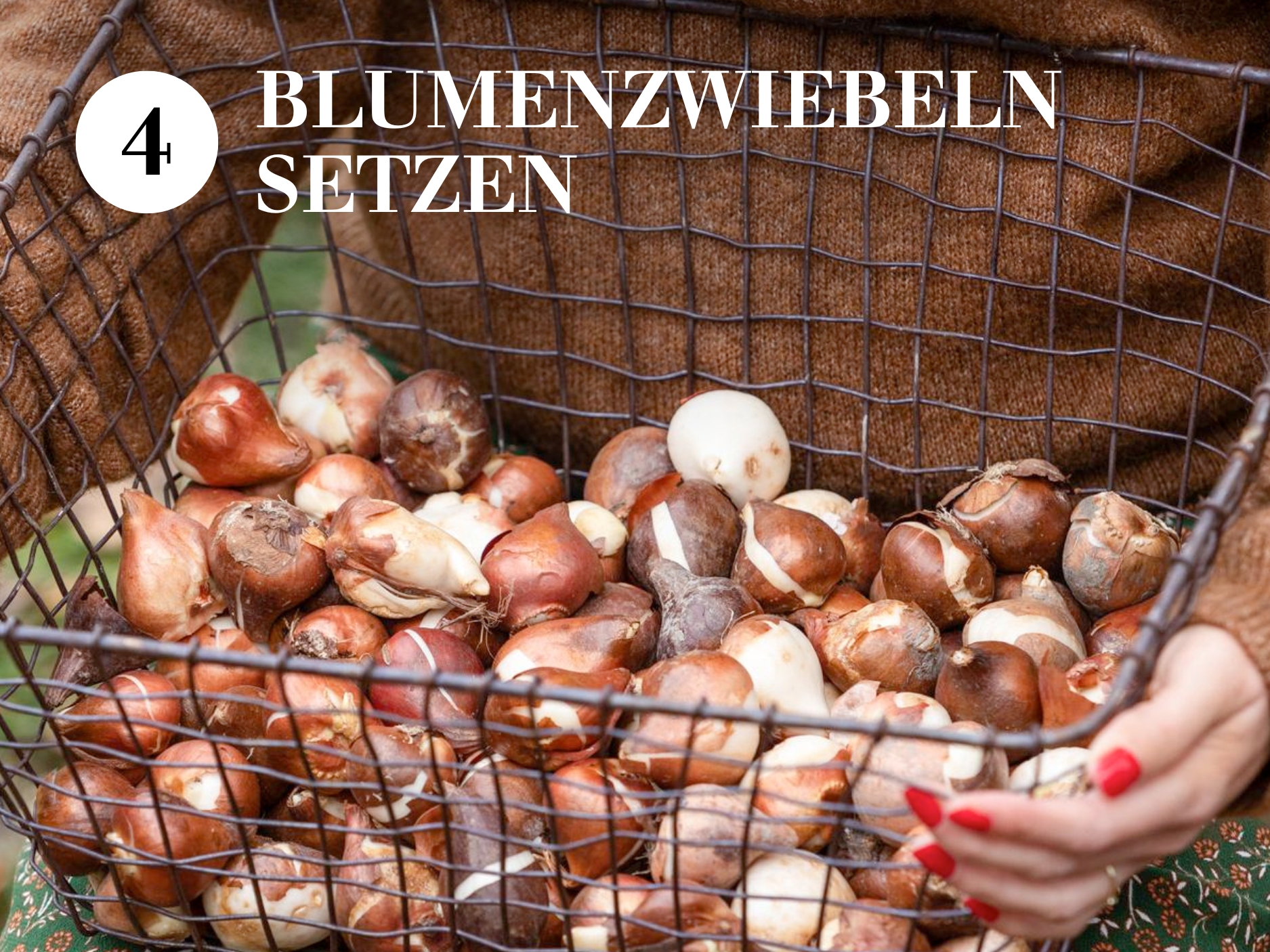 Blumenzwiebeln setzen