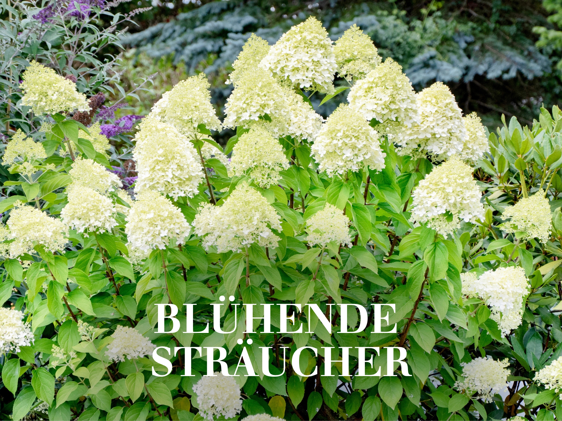 Blühende Sträucher