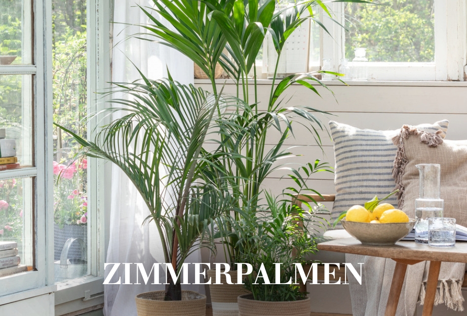 Zimmerpalmen