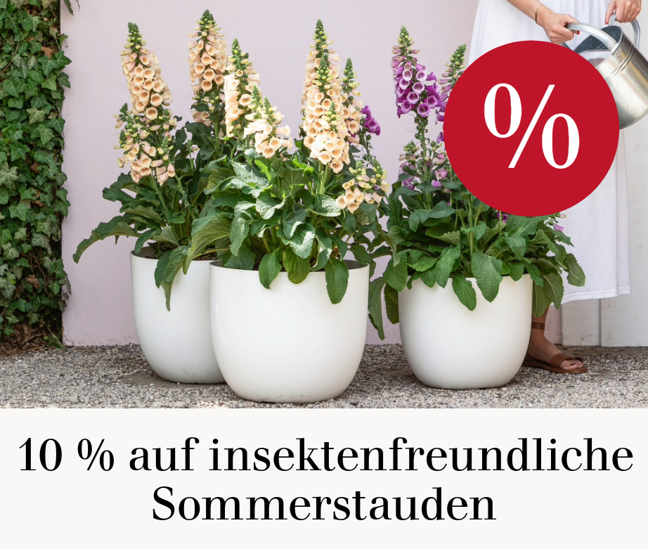 10 % auf insektenfreundliche Sommerstauden