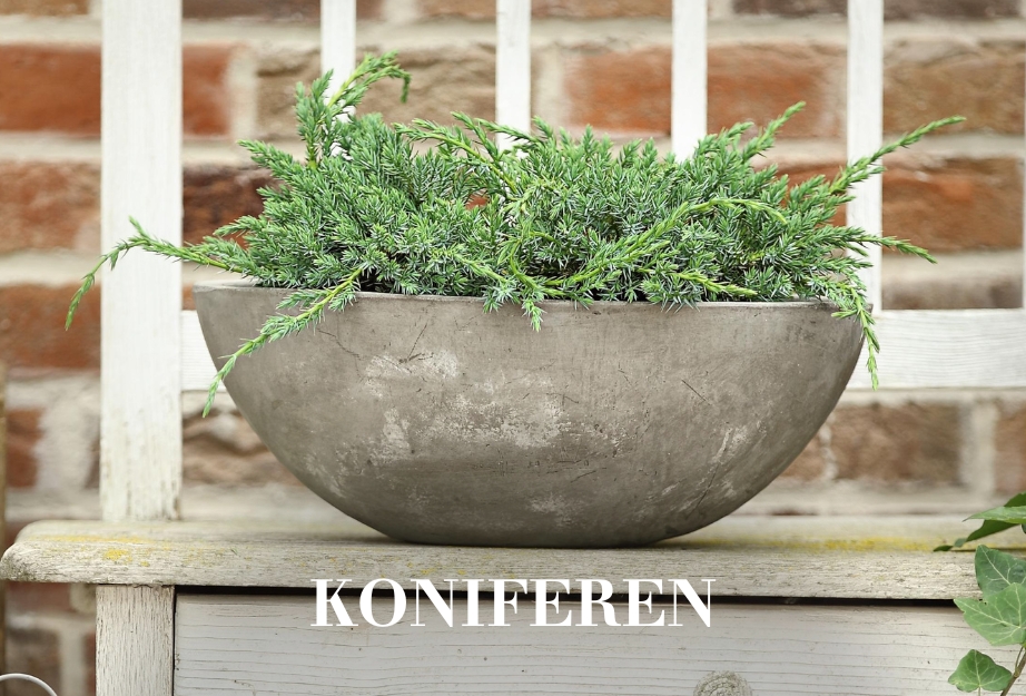 Koniferen