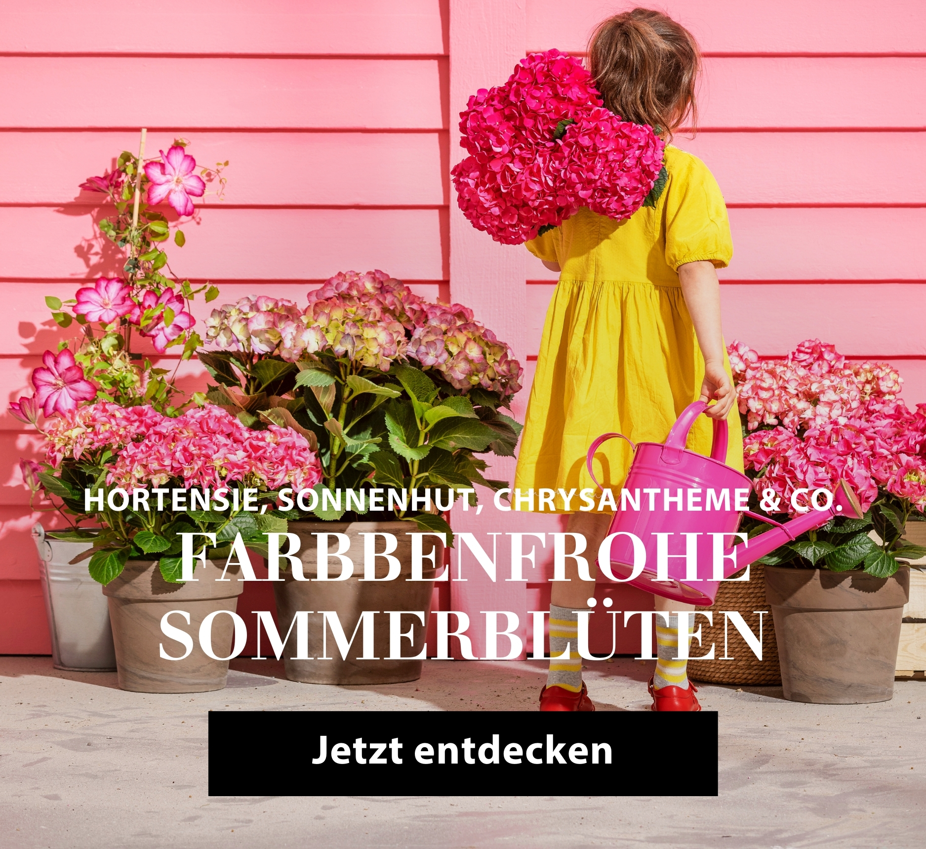 Farbenfrohe Sommerblüten - Hortensie, Sonnenhut, Chrysantheme & Co.