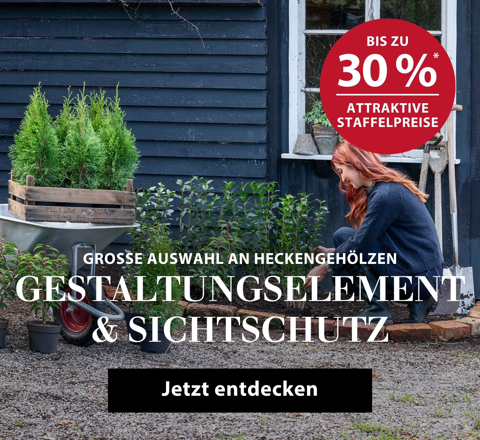 Gestaltungselement & Sichtschutz - Große Auswahl an Heckengehölzen