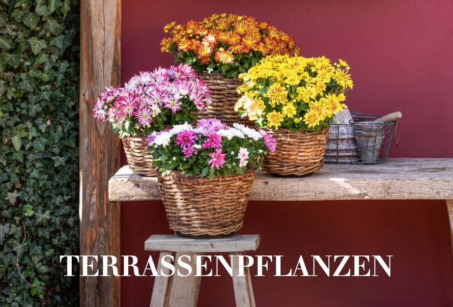 Terrassenpflanzen