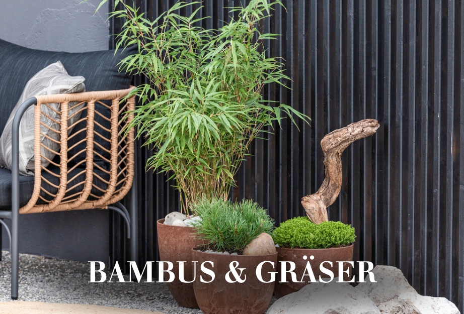 Bambus & Gräser