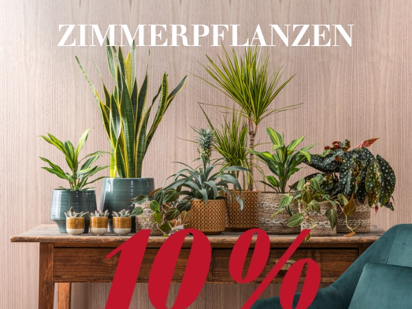 Zimmerpflanzen