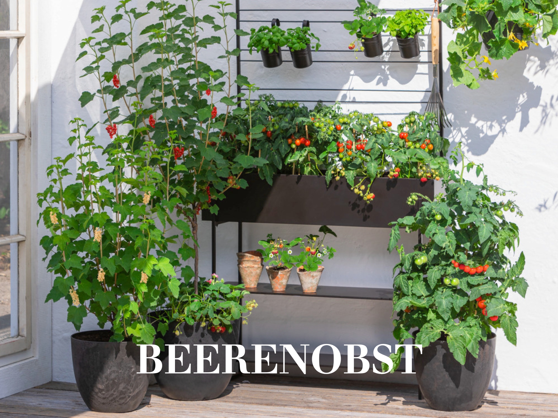 Beerenobst
