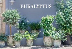 Eukalyptus