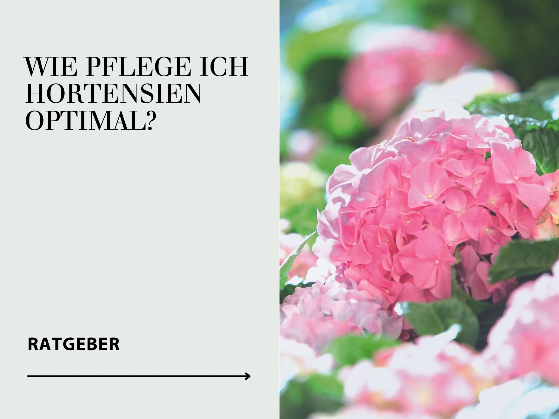 Ratgeber Hortensien