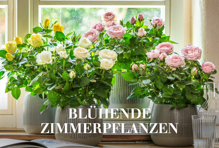 Blühende Zimmerpflanzen zum Valentinstag schenken