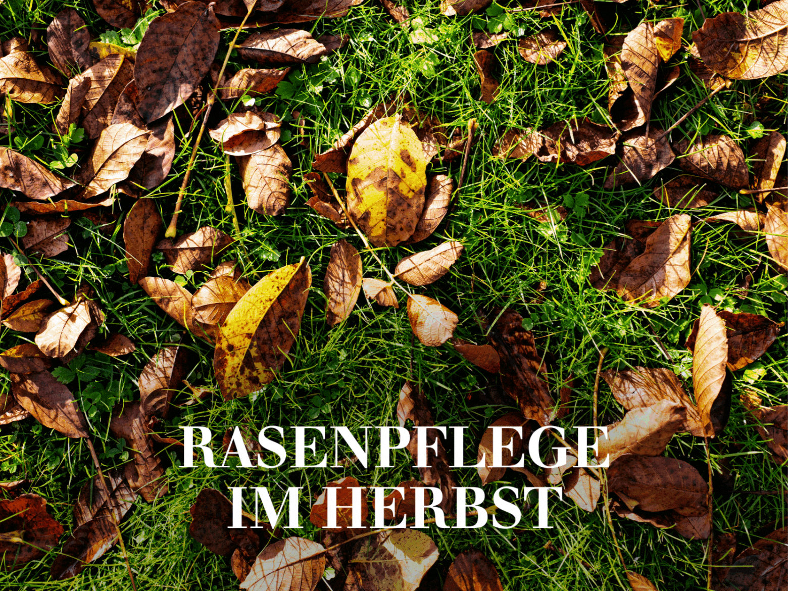 Rasenpflege im Herbst