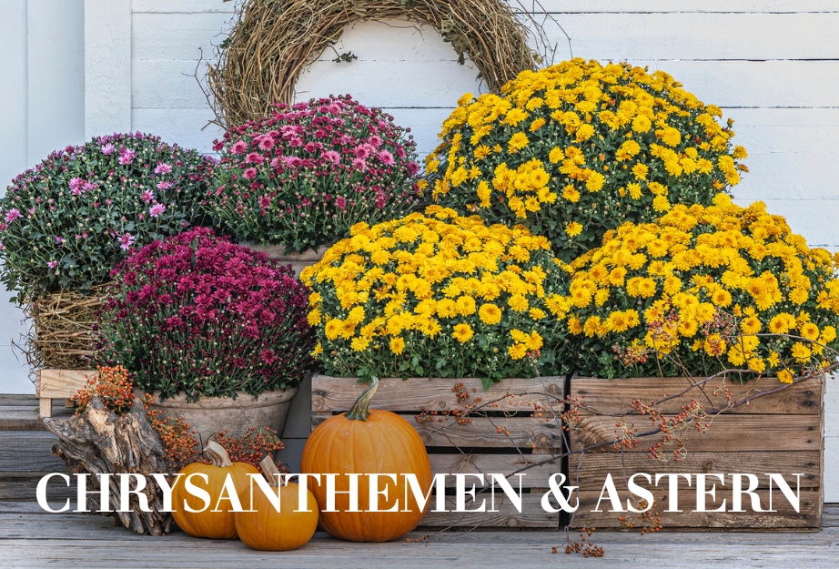 Chrysanthemen & Astern