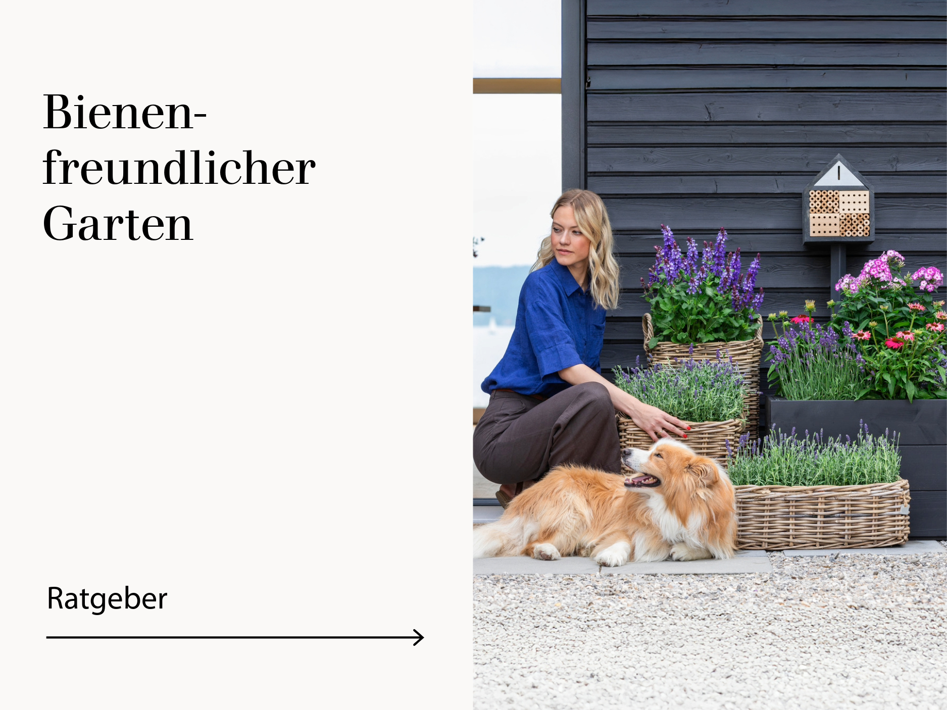 Ratgeber - Bienenfreundlicher Garten