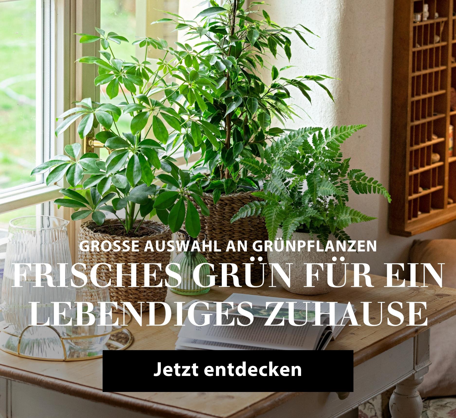 Große Auswahl an Zimmerpflanzen