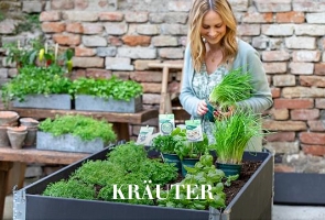 Kräuter