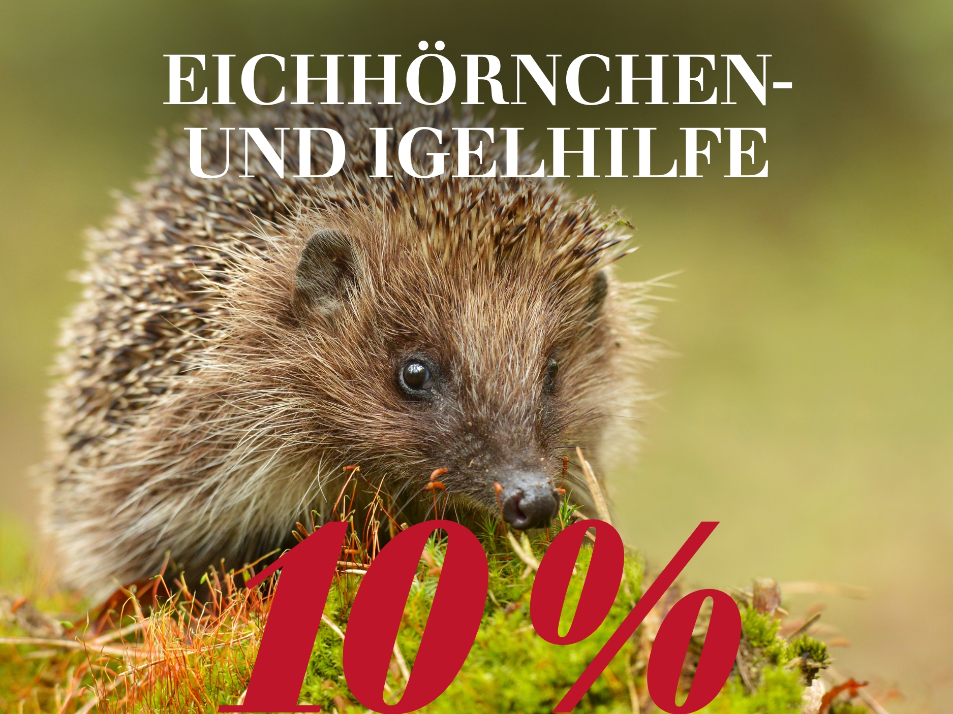 Eichhörnchen- & Igelhilfe