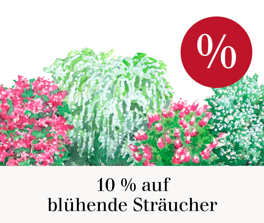 10 % auf blühende Sträucher