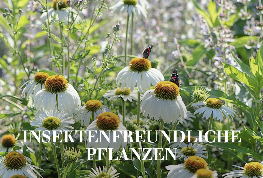 Insektenfreundliche Pflanzen