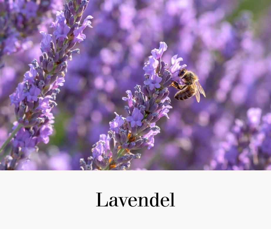 Lavendel