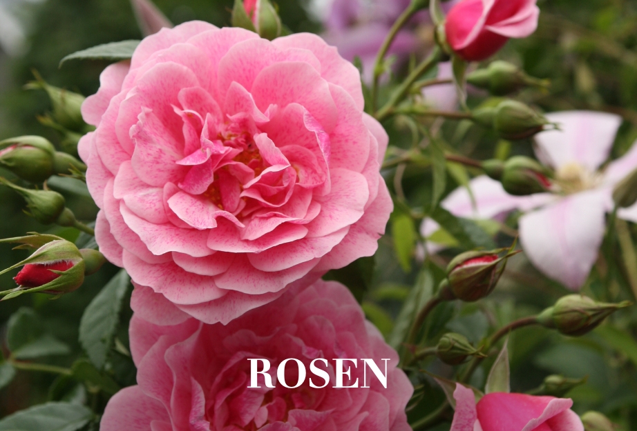 Rosen