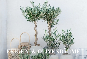 Feigen & Olivenbäume
