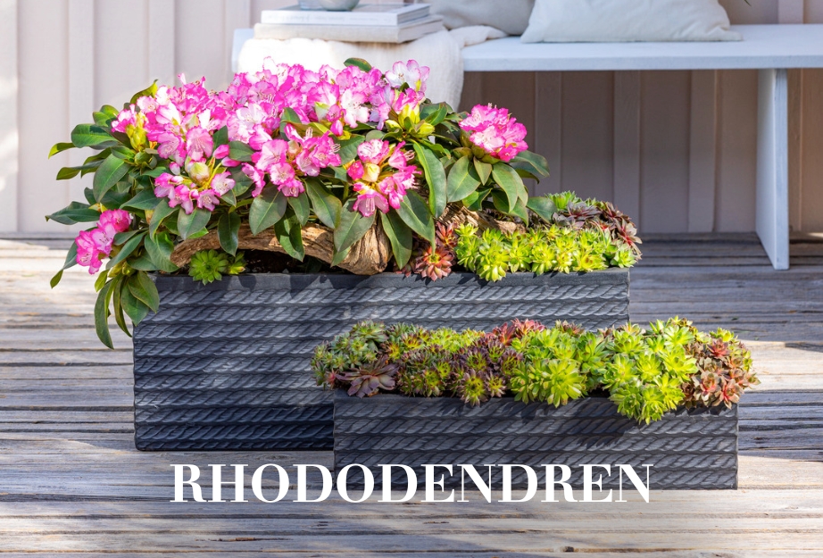 Rhododendren
