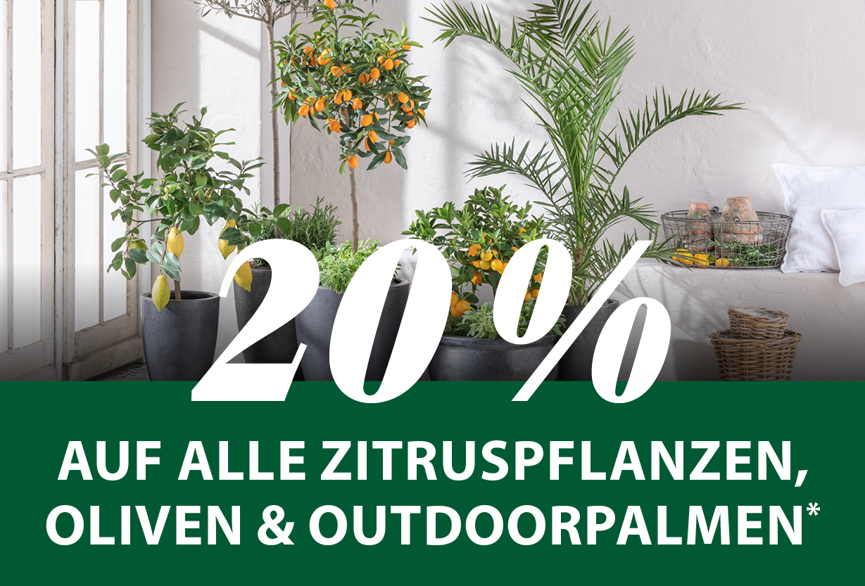 20 % auf Zitruspflanzen, Oliven & Outdoorpalmen*