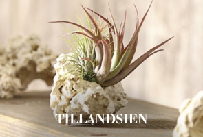 Tillandsien
