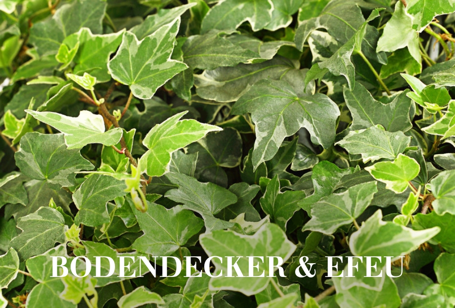 Bodendecker & Efeu