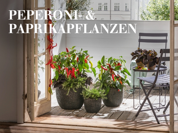 Peperoni- & Paprikapflanzen